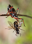 Red Assassin Bug (Rhynocoris iracundus) eating a flying ant, Mont Ventoux, Provence, France