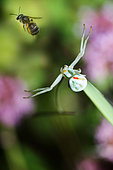 Goldenrod Spider (Misumena vatia) wishing to capture a Mining bee (Lasioglossum sp) in flight, Regional Natural Park of Northern Vosges, France