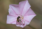 Crab Spider (Thomisus onustus) having captured a bee in a Field Bindweed (Convolvulus arvensis) flower, Mont Ventoux, Provence, France