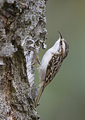 Climbing up tree trunks this Common Treecreeper (Certhia familiaris) finds small insects in the crevasses along the bark. This is a adult bird taken in October in southern Sweden.
