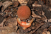 Fungus root (Balanophora fungosaplante) holoparasite, Sarraméa, New Caledonia