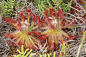 New Caledonia Drosera (Drosera neocaledonica), Sarraméa, New Caledonia