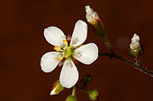 New Caledonia Drosera (Drosera neocaledonica) flower, Yaté, New Caledonia