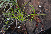 New Caledonia Drosera (Drosera neocaledonica), Prony, New Caledonia
