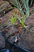 New Caledonia Drosera (Drosera neocaledonica), Prony, New Caledonia