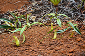 Nepenthes Pitcher Plant (Nepenthes vieillardii), Prony, New Caledonia
