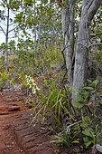 Megastylis Orchid (Megastylis gigas), Prony, New Caledonia