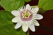 Stinking passionflower (Passiflora foetida), Néa, Nouvelle Calédonie