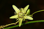 Corkystem passionflower (Passiflora suberosa), Plum, New Caledonia