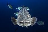 Potato grouper (Epinephelus tukula) and black jack fish (Caranx lugubris). Beautiful specimen of potato grouper in the company of a school of black trevallies at 80 meters depth. Mayotte