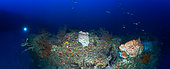 Panorama of a deep reef. Panoramic 180° view of the northern massif of the arch at a depth of about 80 meters. We can distinguish the second falling on the left side of the picture, the top of it is at about 55 meters deep. Mayote