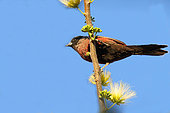 Black-faced Waxbill (Estrilda erythronotos) adult perched in a flowering acacia, Botswana