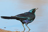 Meves's Starling (Lamprotornis mevesii) adult drinking at the pond, Botswana