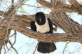 Pied Crow (Corvus albus) adult scolding in a tree, Botswana