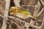 Southern Brown-throated Weaver (Ploceus xanthopterus) interbreeding male in a bush, Botswana