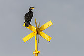 Great Cormorant (Phalacrocorax carbo) drying its wings on a beacon by the sea, Wimereux, Hauts de France, France