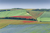 Field of flax and poppies on limestone land, summer, Pas de Calais, France
