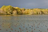 Red-crested Pochards (Netta rufina) and Common Pochards (Aythya ferina) resting on a lake in the Müritz National Park, Mecklenburg-Western Pomerania, Germany, Europe