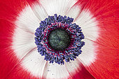 Poppy anemone (Anemone coronaria) flower, spring, Pas-de-Calais, France
