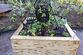 Plantations in a wooden bin, spring, Pas de Calais, France