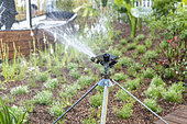 Watering can in a garden, spring, Pas de Calais, France