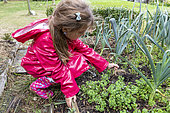 Girl tearing leeks, autumn, Pas de Calais, France