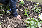 Little boy planting marigold with an adult, in a square, spring, Pas de Calais, France.
