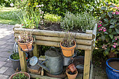 Aromatic plants in a wooden bin, summer, Pas de Calais, France