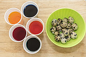 Coloring quail eggs with natural dyes for Easter, spring, Pas de Calais, France