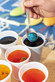 Coloring quail eggs with natural dyes for Easter, spring, Pas de Calais, France