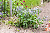 Borage (Borago officinalis) in a vegetable garden, spring, Moselle, France