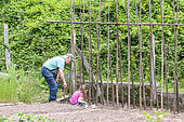 Grandfather Sowing Ream Beans 'Vesperal' with his Little Girls, Spring, Moselle, France