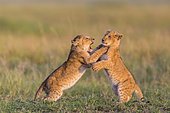 Two lion cubs (Panthera leo) playing in grass, Masai Mara National Reserve, Kenya, Africa