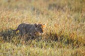 Lion cub (Panthera leo) walking in tall grass, Masai Mara National Reserve, Kenya, Africa