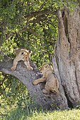 Lion cubs (Panthera leo) climbing on a tree, Masai Mara National Reserve, Kenya, Africa