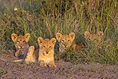 Lion cubs (Panthera leo) lying in grass, Masai Mara National Reserve, Kenya, Africa