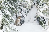 Lynx (Lynx lynx) sits in the snow in the forest, Bavarian Forest National Park, Bavaria, Germany, Europe