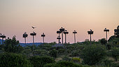 Nesting White Storks (Ciconia ciconia), storks are appreciated and ubiquitous in Spain and their nesting is often facilitated by developments on buildings or in parks, Region of Caceres, Estremadura, Spain