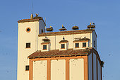 Nesting White Storks (Ciconia ciconia), storks are appreciated and ubiquitous in Spain and their nesting is often facilitated by developments on buildings or in parks, Region of Caceres, Estremadura, Spain