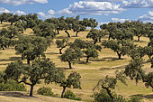 Typical landscape of dehesa in Estramadura, Spain. A dehesa is an agro-sylvo-pastoral mode of cultivation formed by a sparse undergrowth grazing where pigs or sheep graze freely and where green or cork oaks grow, cut and exploited. This very old system persists in the poor and dry areas of the Mediterranean basin and covers several million hectares in the Iberian Peninsula.