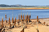 Freshwater sponges on trunks, Embalse de Gossán, Low water lake near Rio Tinto, El Campillo, Andalusia, Spain