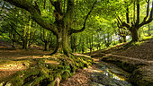Hayedo de Otzarreta, Remarkable beech forest, formerly cut for charcoal production, Gorbeia Natural Park, Basque Country, Spain.