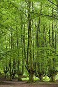 Hayedo de Otzarreta, Remarkable beech forest, formerly cut for charcoal production, Gorbeia Natural Park, Basque Country, Spain.