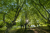Hayedo de Otzarreta, Remarkable beech forest, formerly cut for charcoal production, Gorbeia Natural Park, Basque Country, Spain.