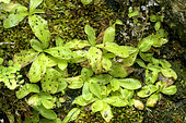 Grassy leaves covered with sticky insects .Long-leaved butterwort (Pinguicula longifolia), Carnivorous perennial plant of wet seeps, Somiedo Natural Park, Asturias, Spain