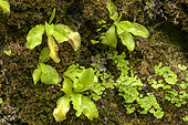 Grassy leaves covered with sticky insects .Long-leaved butterwort (Pinguicula longifolia), Carnivorous perennial plant of wet seeps, Somiedo Natural Park, Asturias, Spain