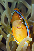 Clark's Anemonefish,Amphiprion clarkii, with a cleaner shrimp, Periclimenes holthuisi now classified as Ancylomenes holthuisi. Tulamben, Bali, Indonesia, Pacific Ocean.