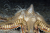 Starfish releasing eggs during spawning, Blue Heron Bridge, Riviera Beach, Florida, U.S.A. Atlantic Ocean.
