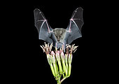 Mexican Long-tongued Bat ,Choeronycteris mexicana, coming in to feed on an Agave flower. Amado, Arizona