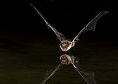 Big Brown Bat, Eptesicus fuscus, flies over a pond. Amado, Arizona.